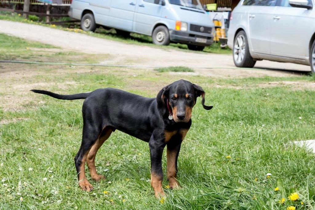 Pensiunea Alexolar Matisesti Экстерьер фото